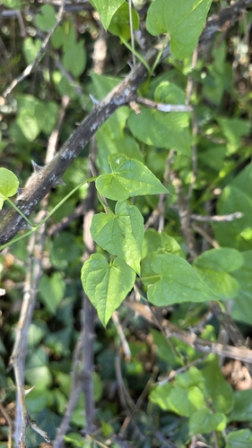 Dioscorea communis (Dioscorea communis)