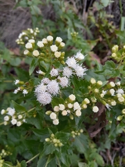 Ageratina lorentzii