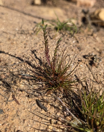 Early Sand-grass (Mibora minima)