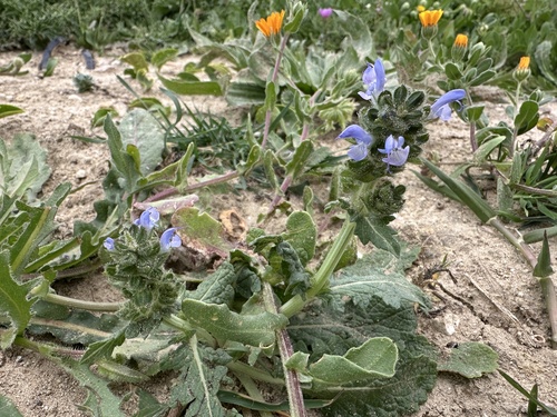 Tyrrhenian Wild Clary (Salvia clandestina)