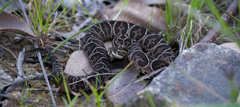 Bothrops alternatus