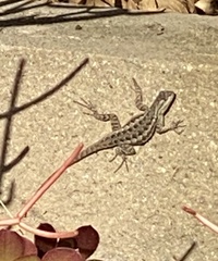 Sceloporus occidentalis