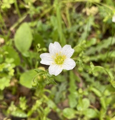 Mononeuria nuttallii