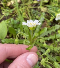 Mononeuria nuttallii