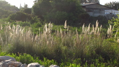 Cortaderia