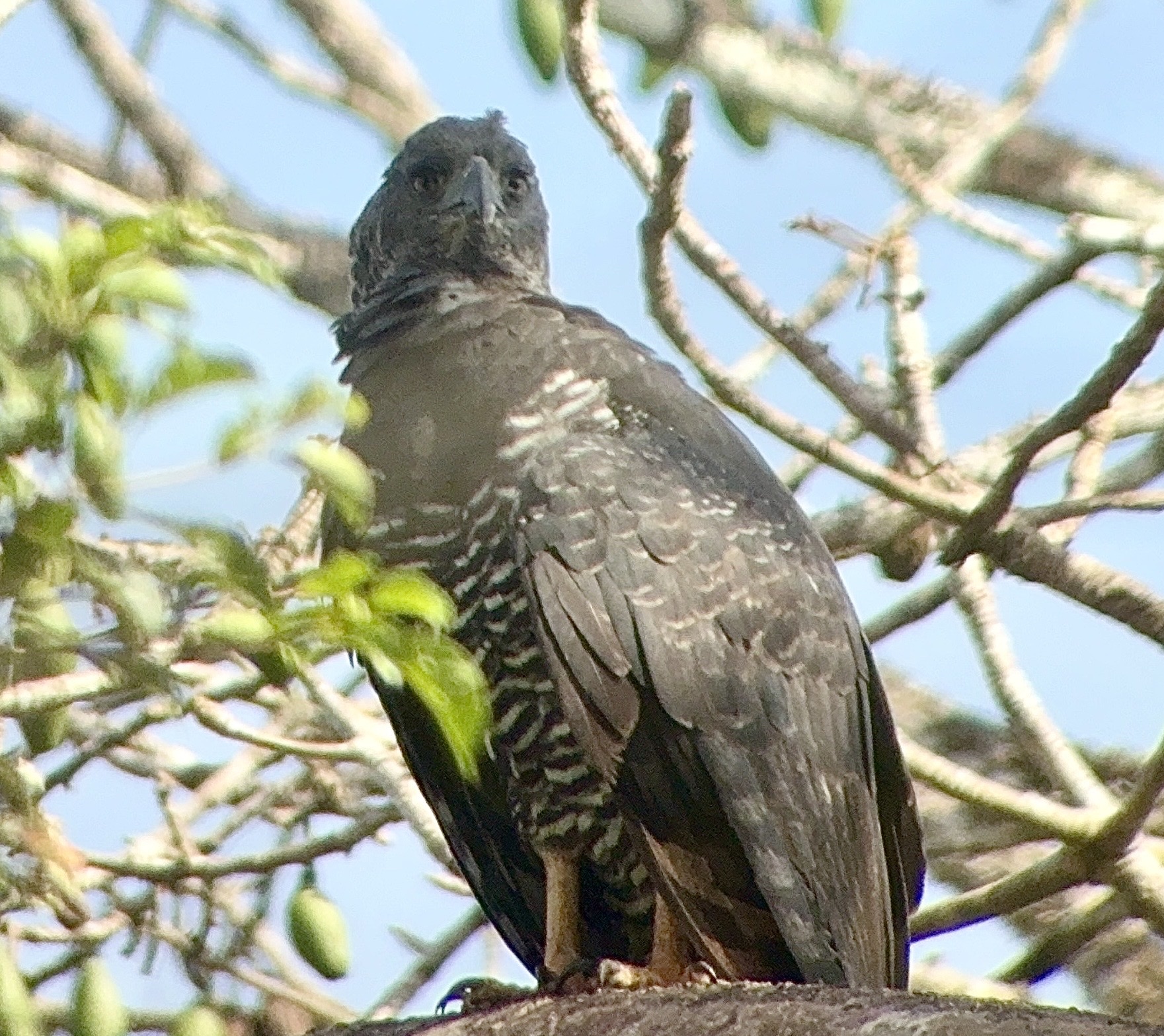 Crested Eagle (Morphnus guianensis), photo 3