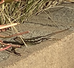 Sceloporus occidentalis
