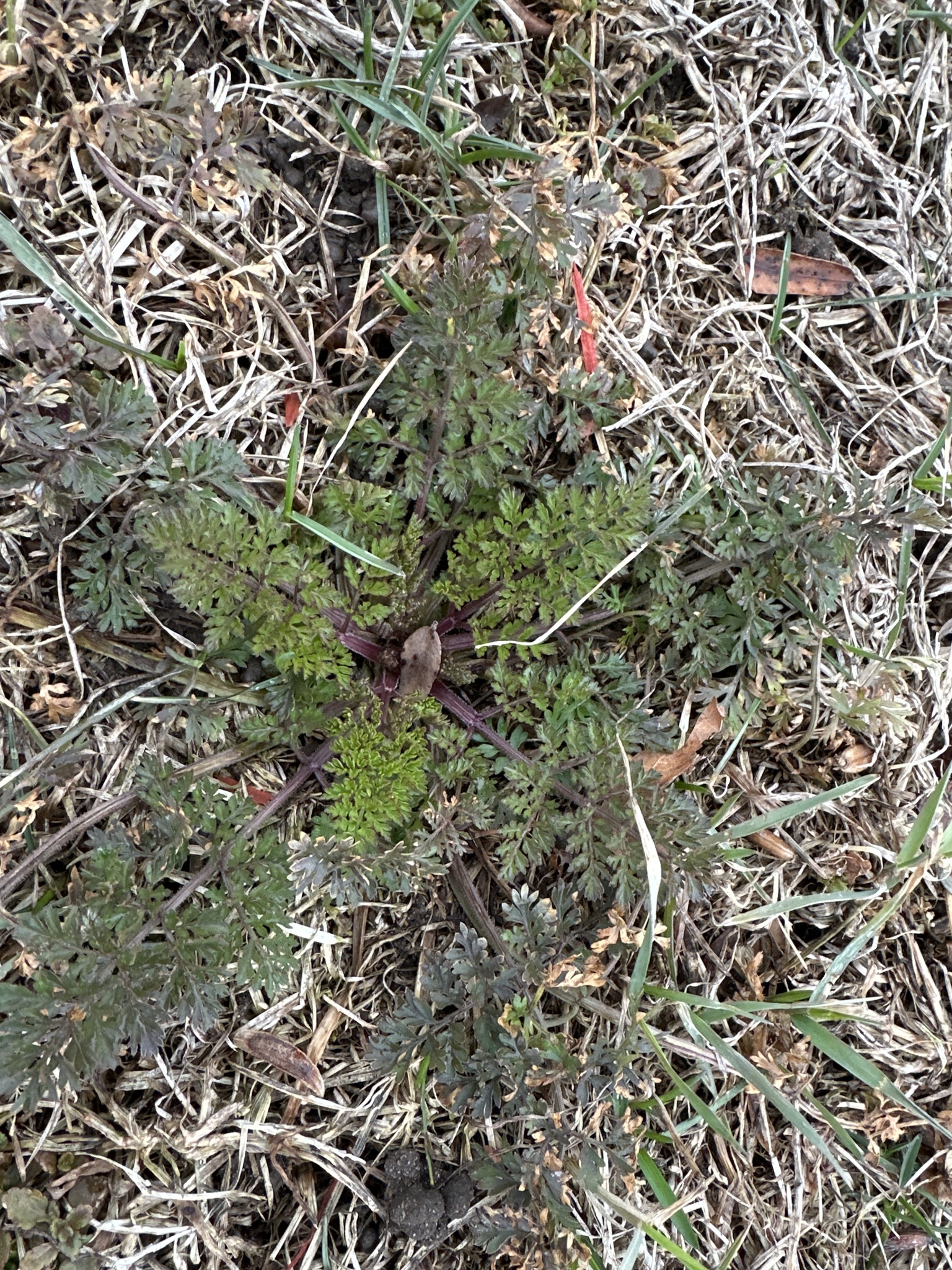 Wild Carrot (Daucus carota)