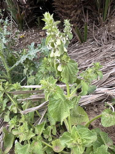 Italian Woundwort (Stachys ocymastrum)