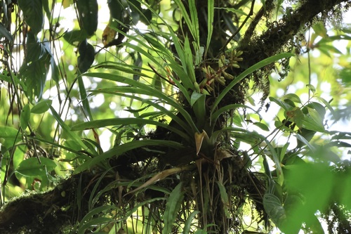 Guzmania donnellsmithii, photograph 4