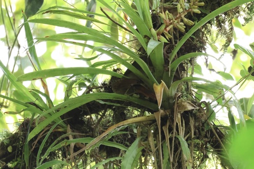 Guzmania donnellsmithii, photograph 6
