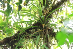 Guzmania donnellsmithii, photograph er-birds, CC BY, iNaturalist via GBIF