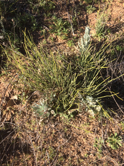 Ephedra coryi