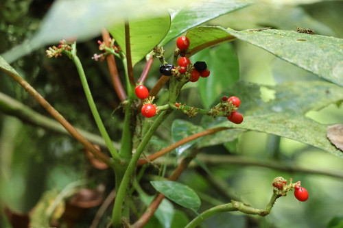 Tres-Cabezas (Notopleura uliginosa)