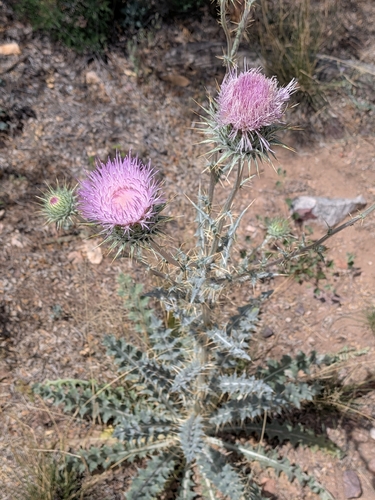 New Mexico thistle (Cirsium neomexicanum)