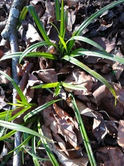 Carex sylvatica