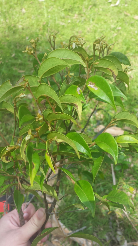Leptolaena raymondii