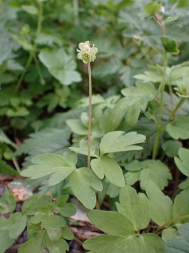 Muskroot (Adoxa moschatellina)