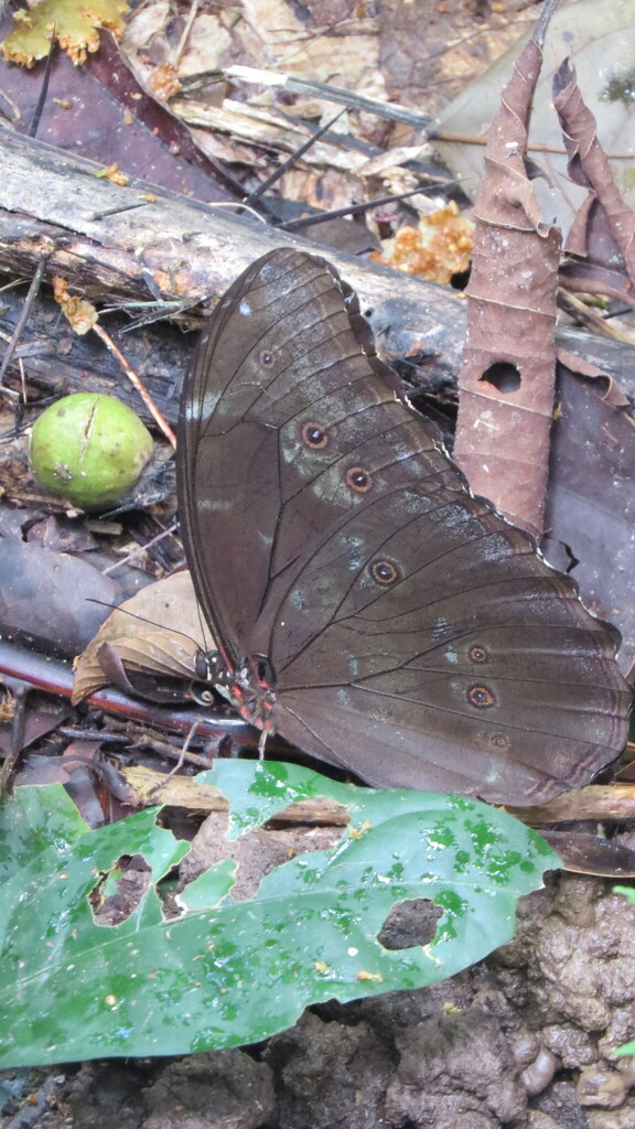 Blue Morpho Butterfly