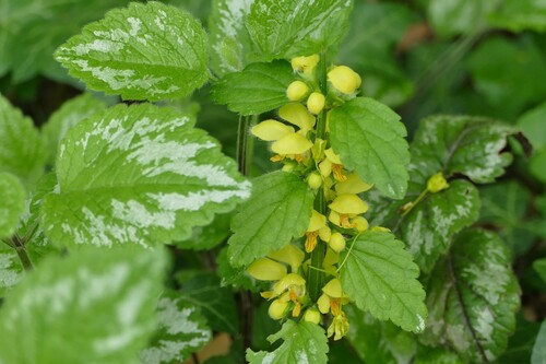 Variegated Yellow Archangel (Lamium galeobdolon)