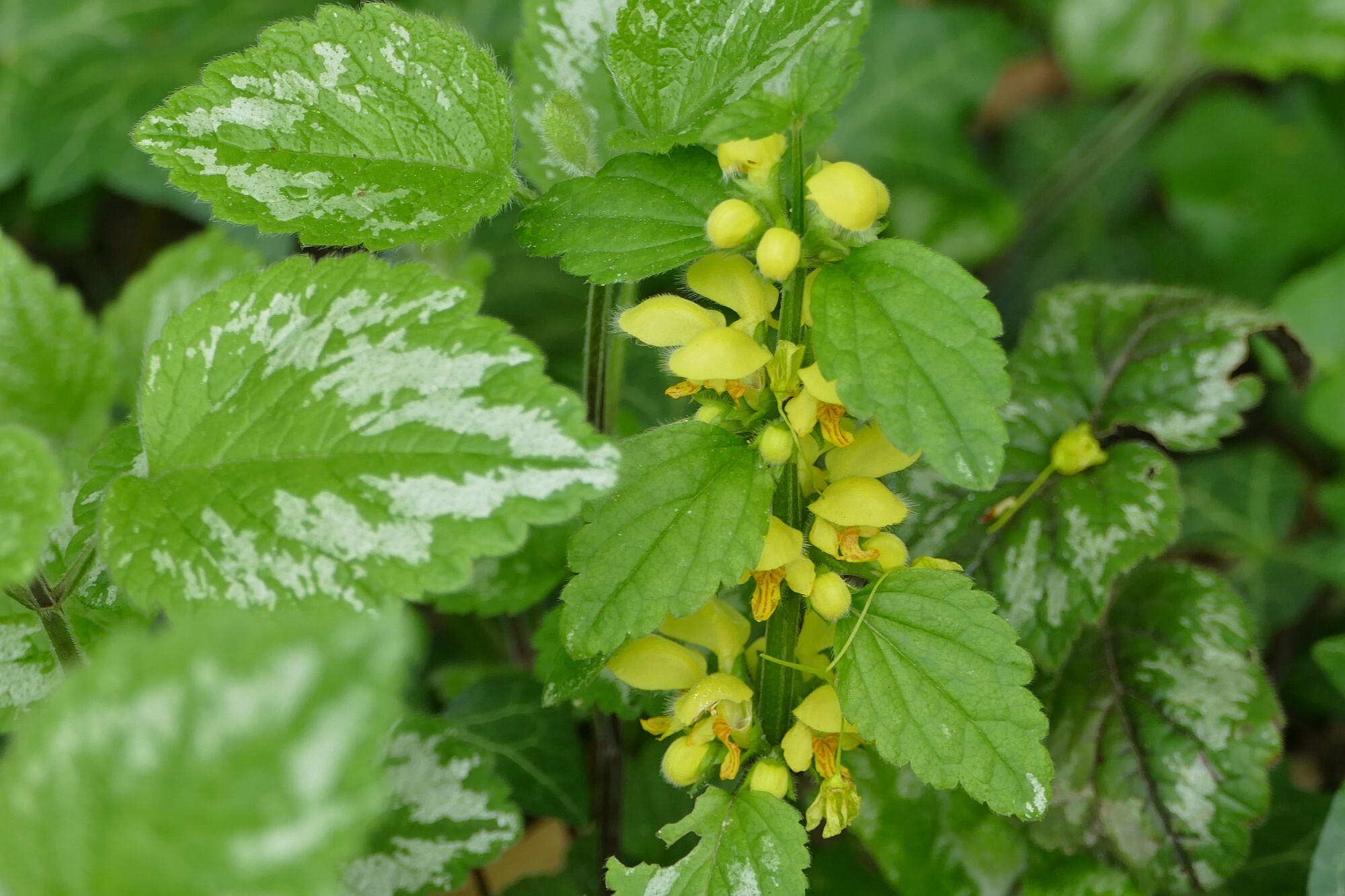 Variegated Yellow Archangel (Lamium galeobdolon)
