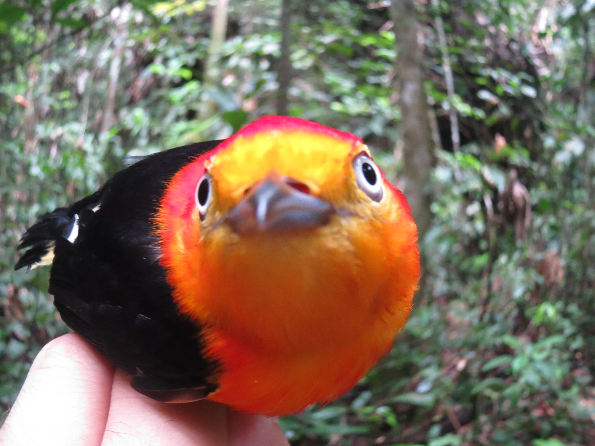 Band-tailed Manakin (Pipra fasciicauda), photo 2