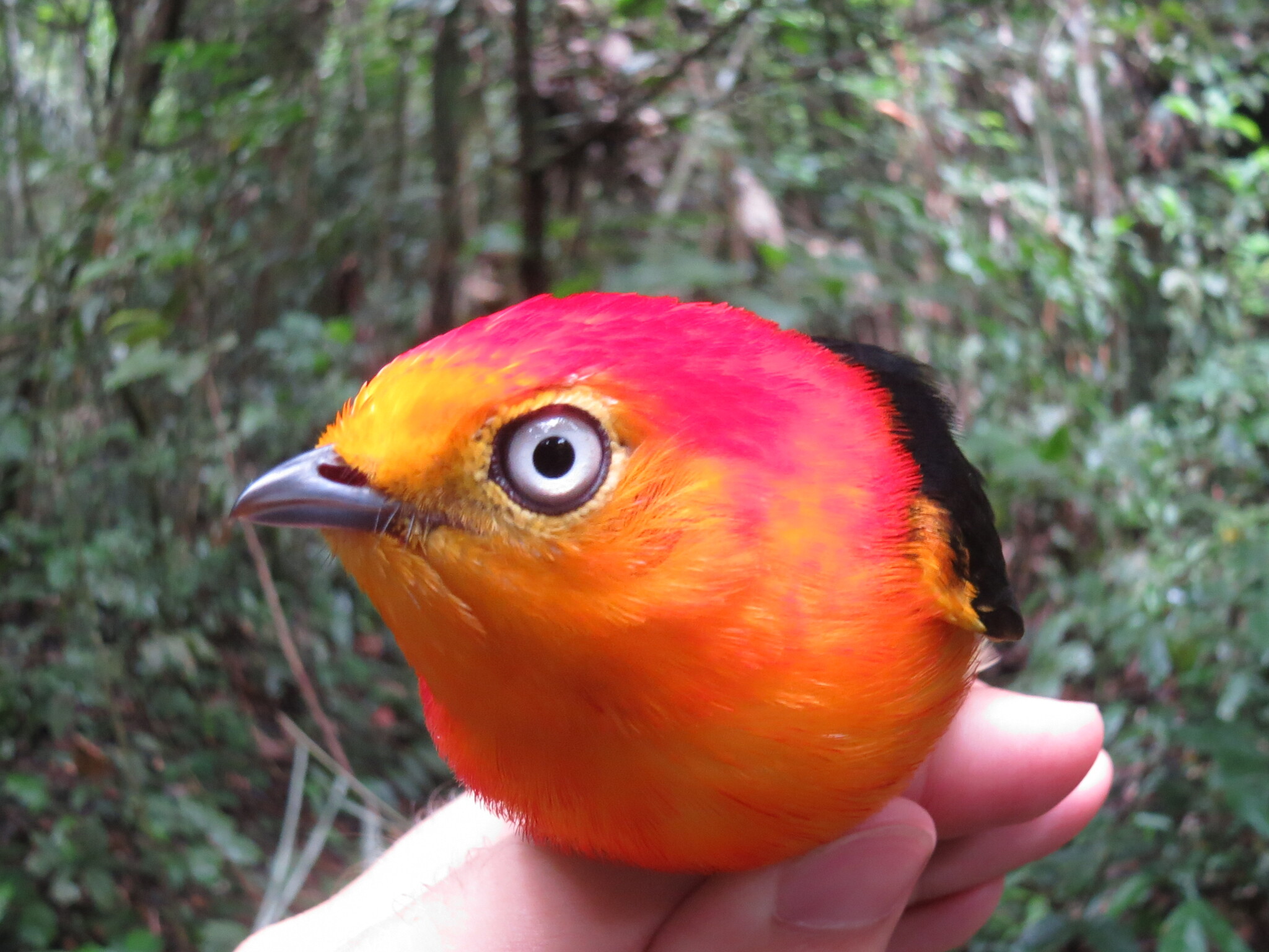 Band-tailed Manakin (Pipra fasciicauda), photo 3