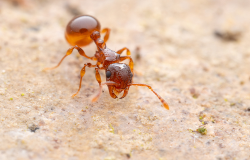 Pristomyrmex fossulatusPristomyrmex fossulatus