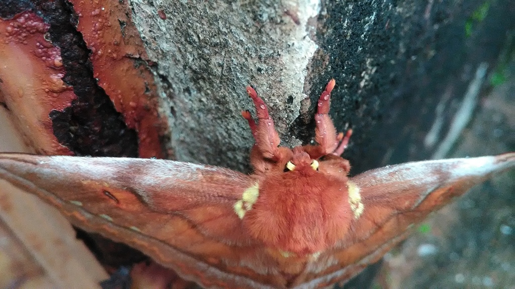 Procitheronia principalis