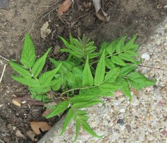 Ailanthe (Ailanthus altissima)