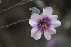 Malva subovata bicolor