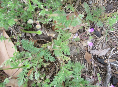 Redstem Stork's-bill (Erodium cicutarium)