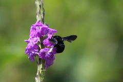 Bombus pullatus