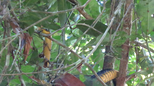Yellow-tailed Indigo Snake