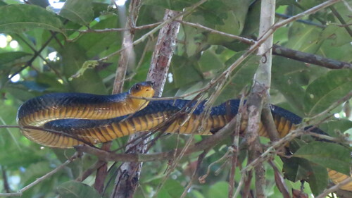 Yellow-tailed Indigo Snake