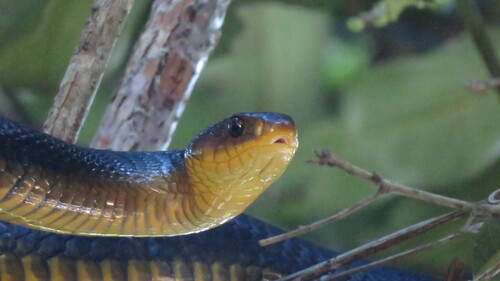 Yellow-tailed Indigo Snake