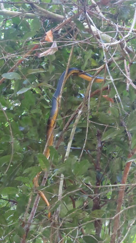 Yellow-tailed Indigo Snake