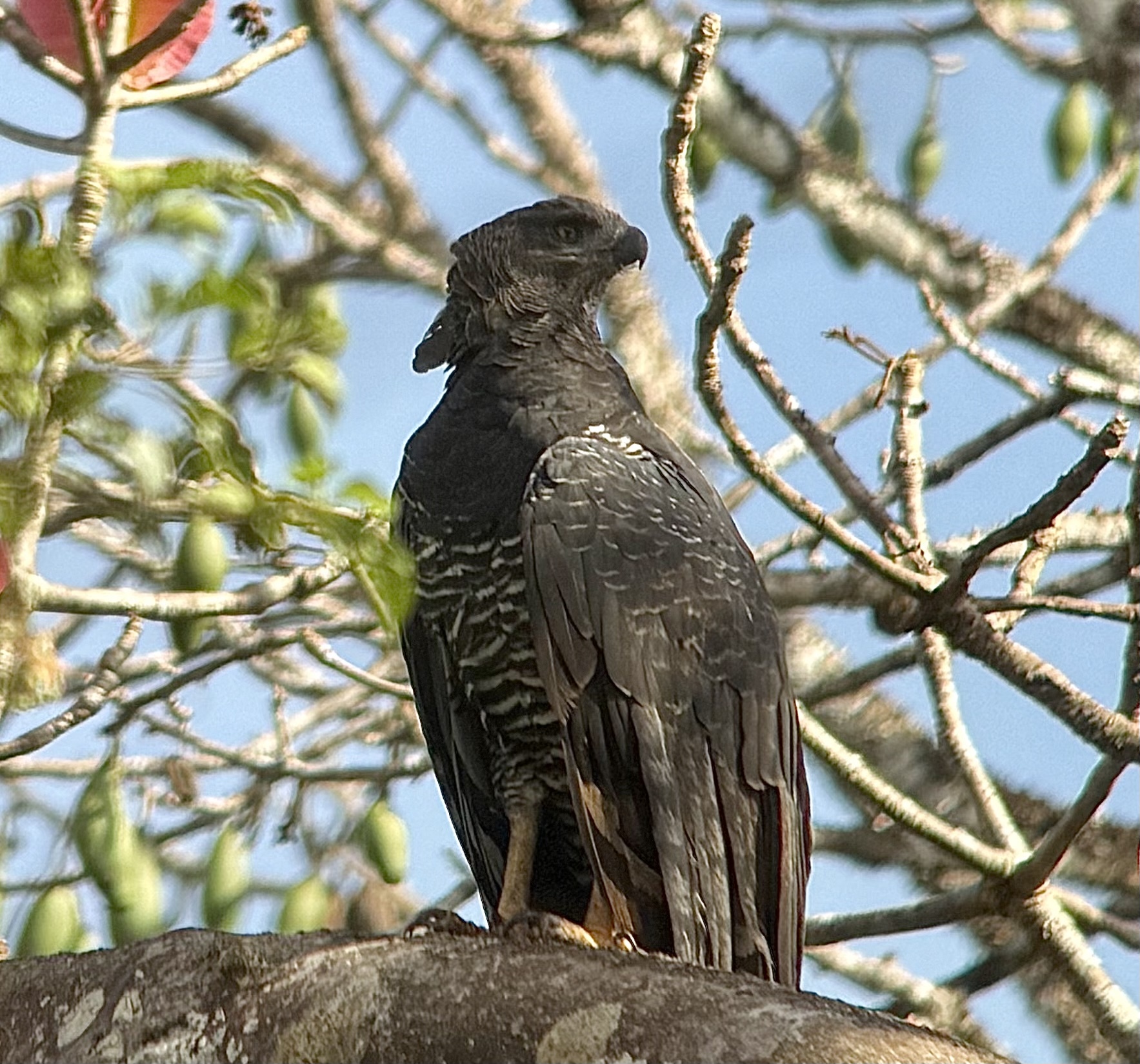 Crested Eagle (Morphnus guianensis), photo 2