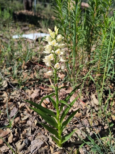 Narrow-leaved Helleborine (Cephalanthera longifolia)