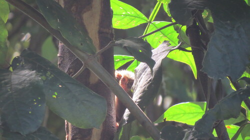 Eastern Pygmy Marmoset