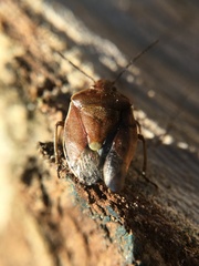 Chlorochroa pinicola