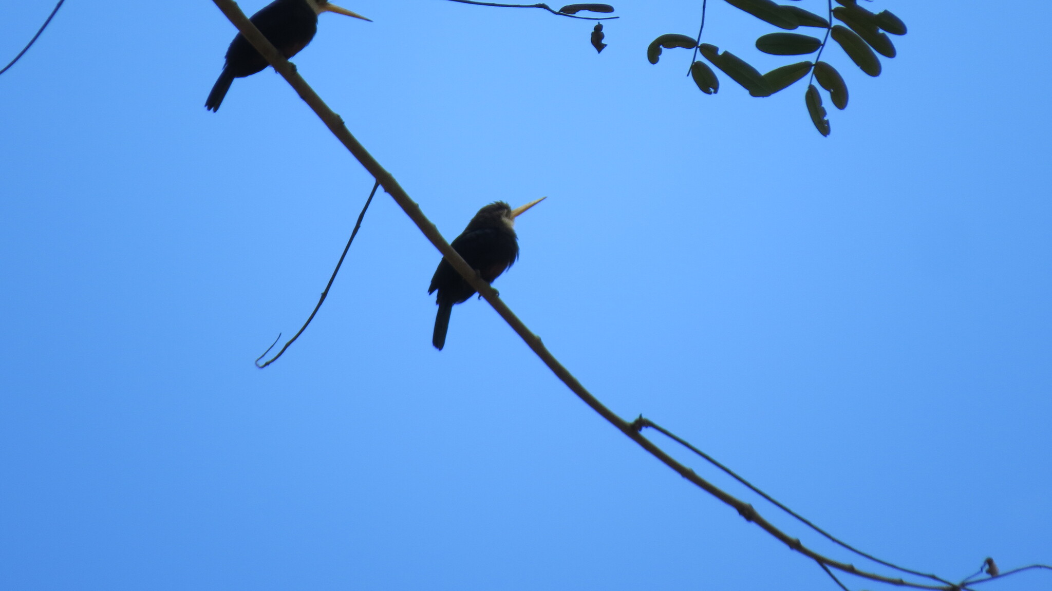 White-throated Jacamar (Brachygalba albogularis), photo 10