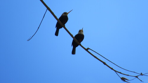 White-throated Jacamar (Brachygalba albogularis), photo 4