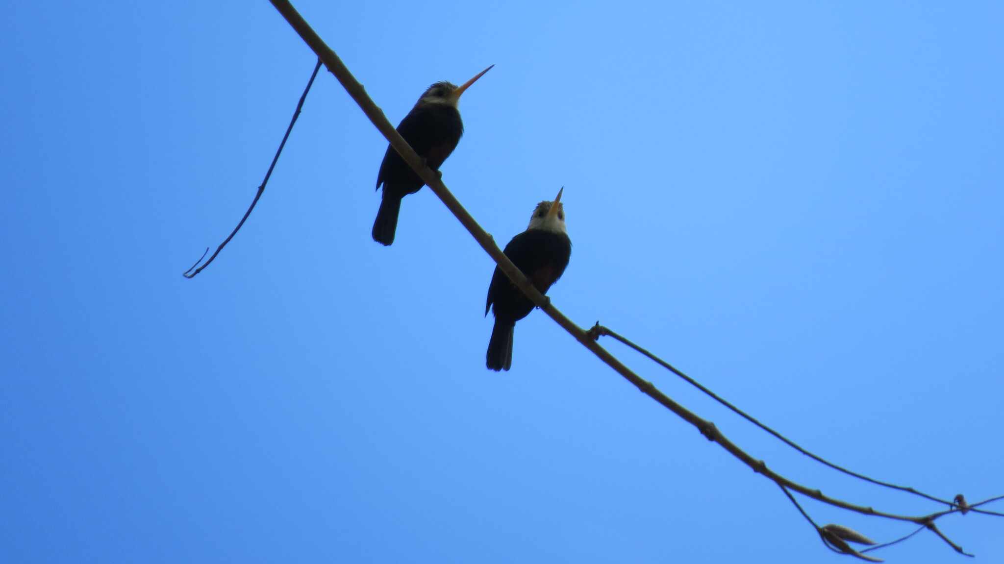 White-throated Jacamar (Brachygalba albogularis), photo 4