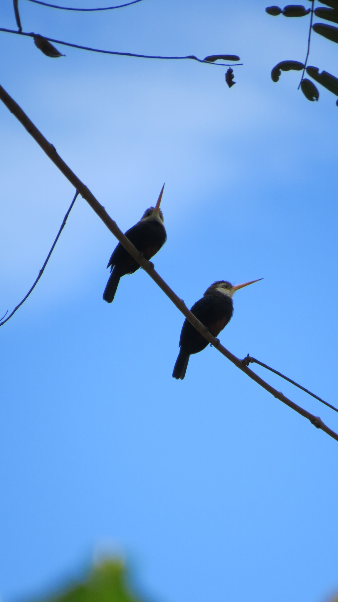 White-throated Jacamar (Brachygalba albogularis), photo 3