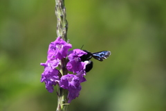 Bombus pullatus