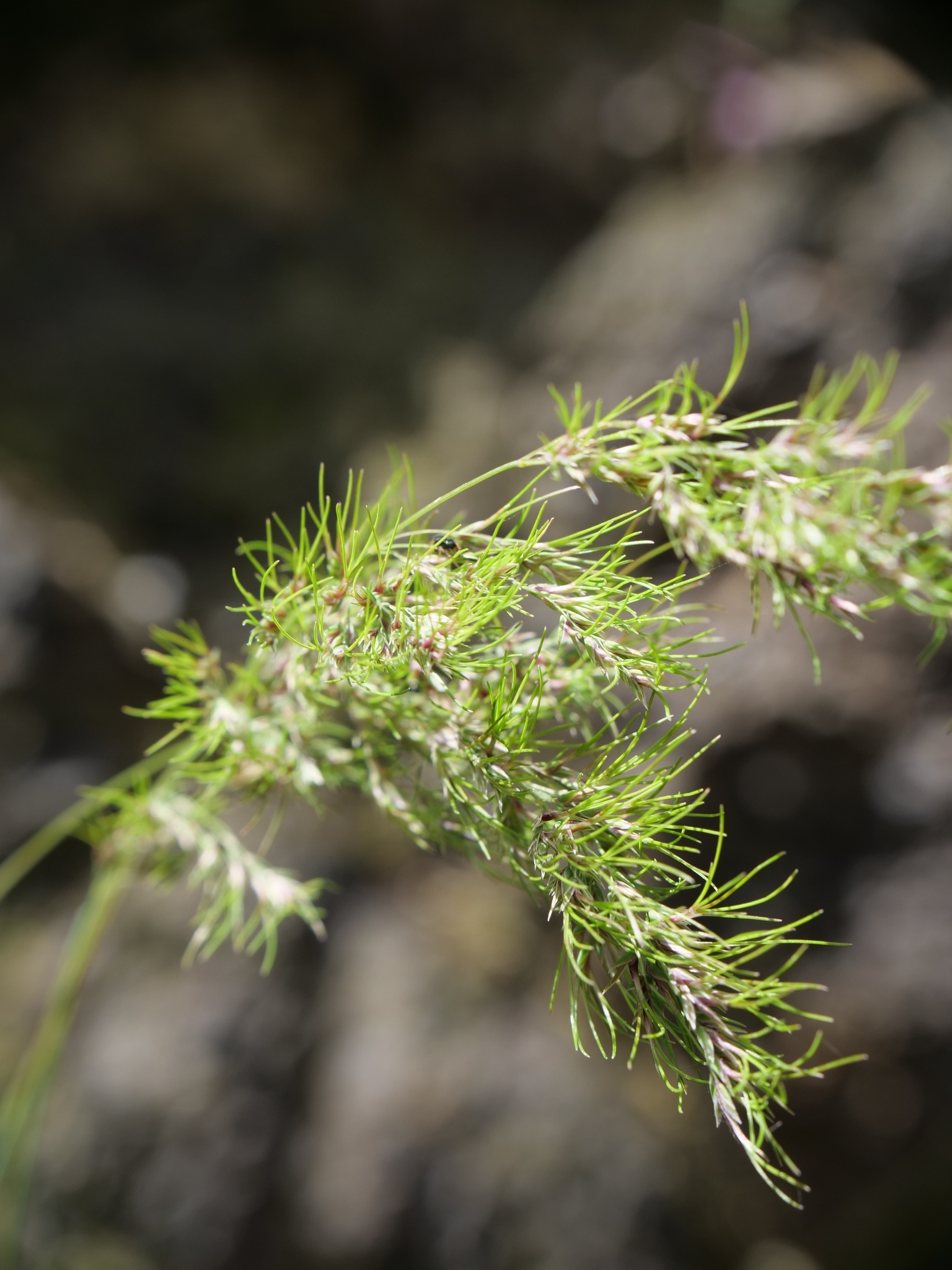Bulbous Bluegrass (Poa bulbosa)