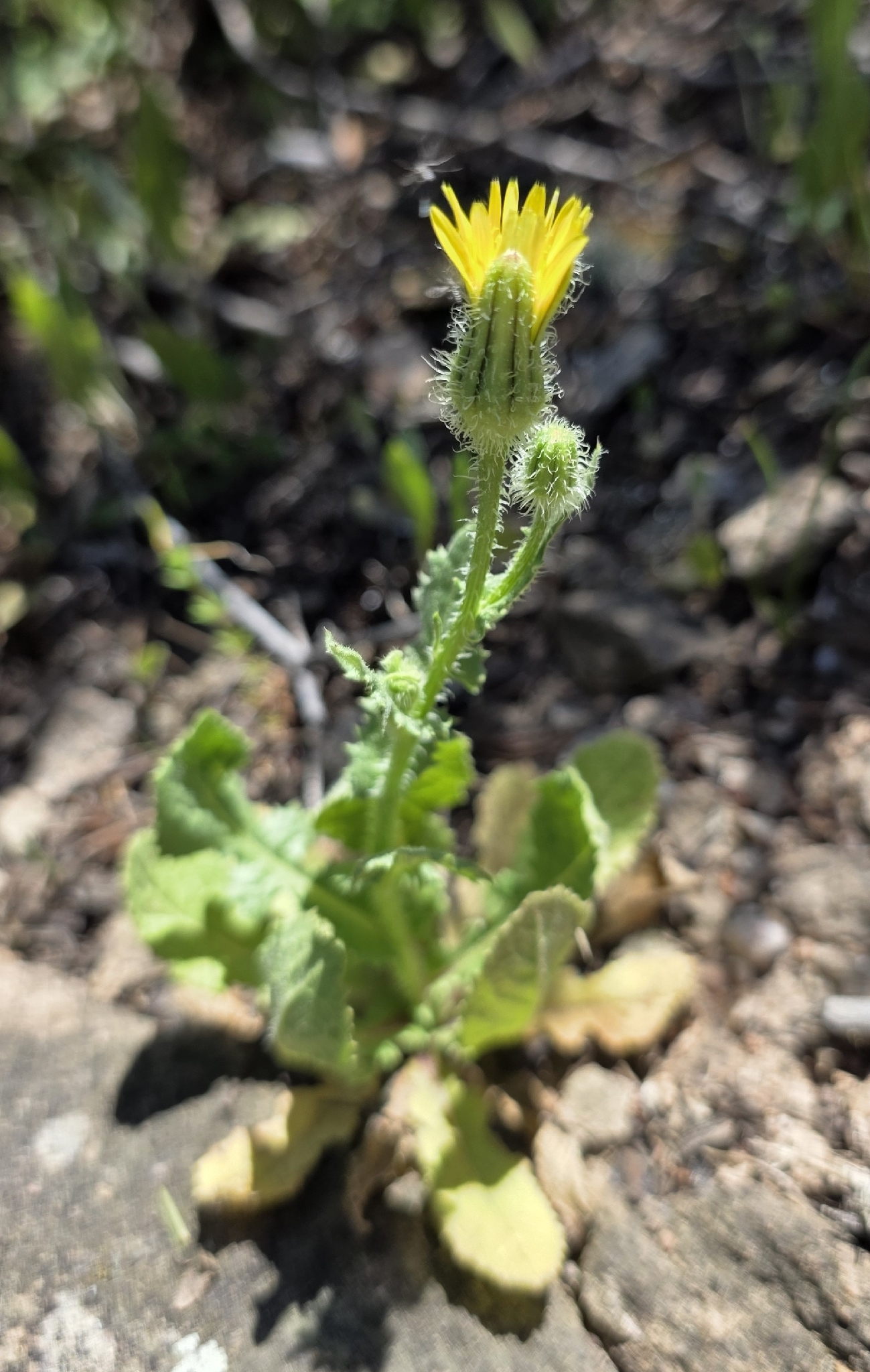 Prickly Goldenfleece (Urospermum picroides)