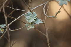 Malva subovata bicolor