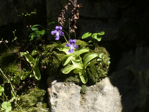 Pinguicula caussensis